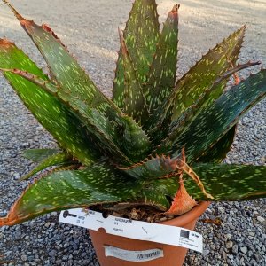 Aloe saponaria (Aloe maculata) - kont. C6L, výška 50–60 cm, ⌀ 20–30 cm